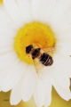 BienchenundBluemchen Doromar.png